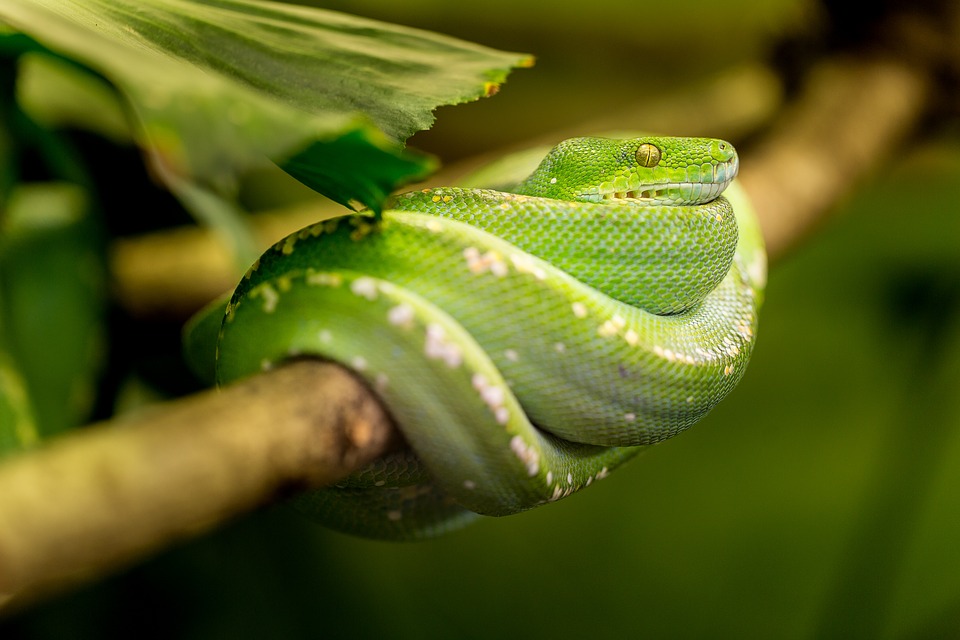 Green Tree Python curled up on a branch